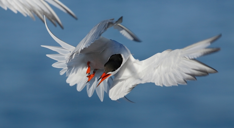 common-tern-pissed-off-pan0-crop-_a1c6878-great-gull-island-project-new-york