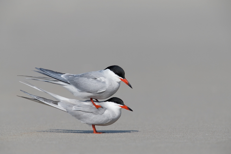 common-terns-pre-copulatory-stand-_q8r7250-nickerson-beach-park-lido-beach-ny