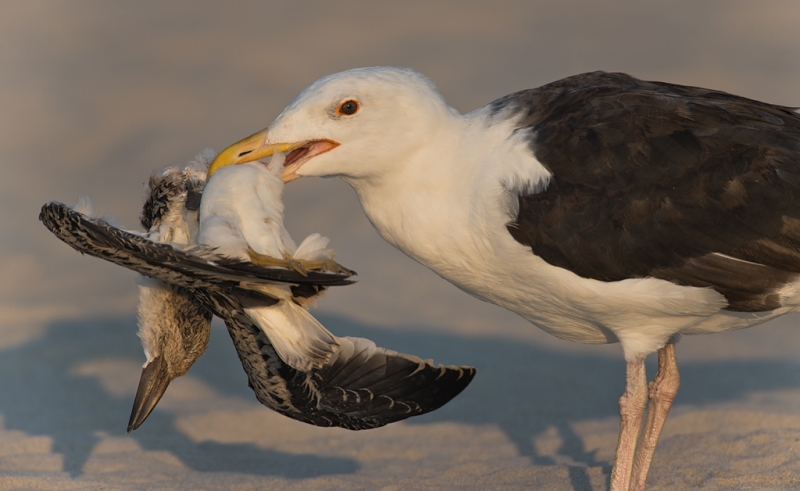 great-black-backed-gull-with-freshly-killed-juvenile-black-skimmer-_q8r2985-nickerson-beach-long-island-ny