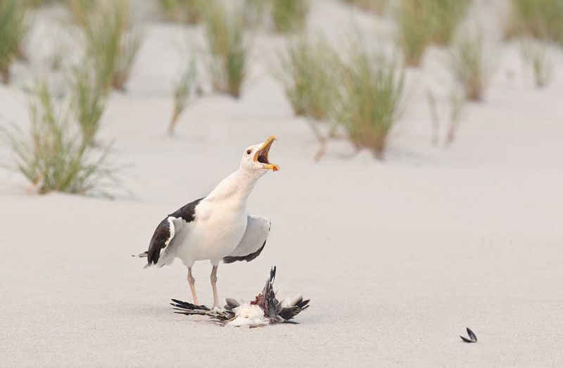 great-black-backed-gull-with-juvenile-skimmer-as-prey-_w3c6860-nickerson-beach-long-island-ny