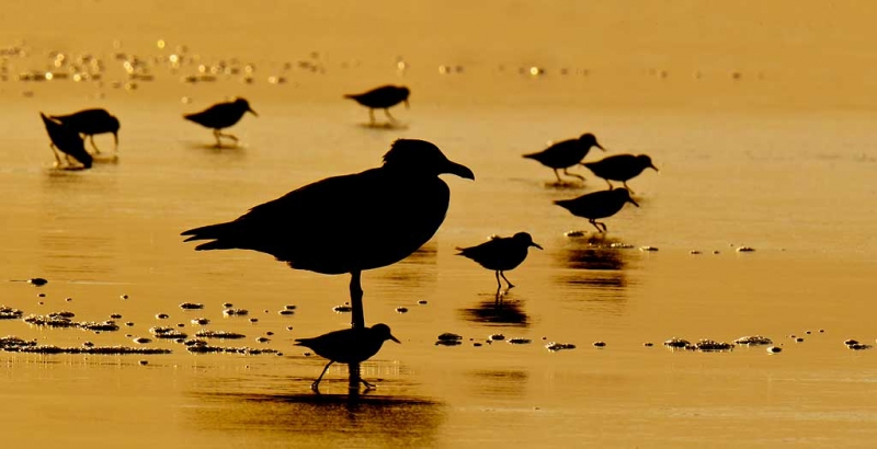 herring-gull-and-sanderlings-7-23am-silh-_y9c3027-nickerson-beach-long-island-ny