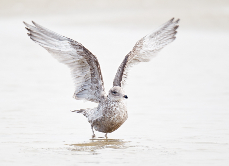 herring-gull-bpn-flapping-after-bath-_y9c2931-nickerson-beach-long-island-ny-copy