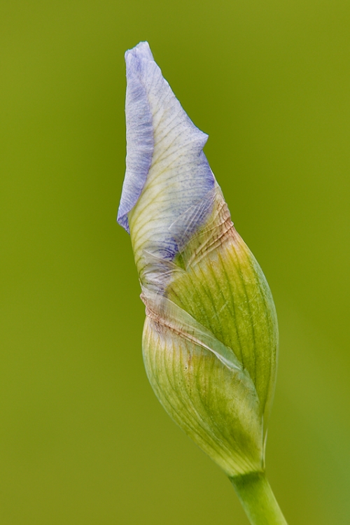 iris-bud-_a1c2181-presby-gardens-upper-montclair-nj