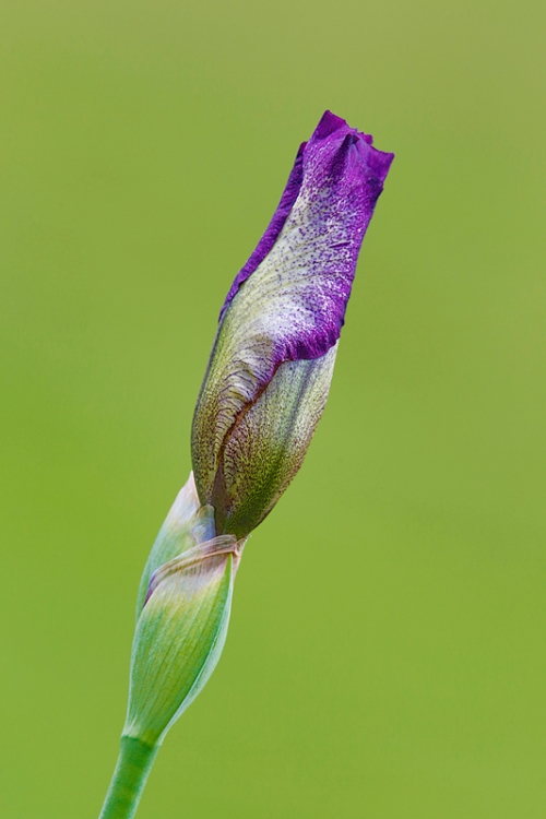 iris-bud-purple-and-white-_a1c2111-presby-gardens-upper-montclair-nj