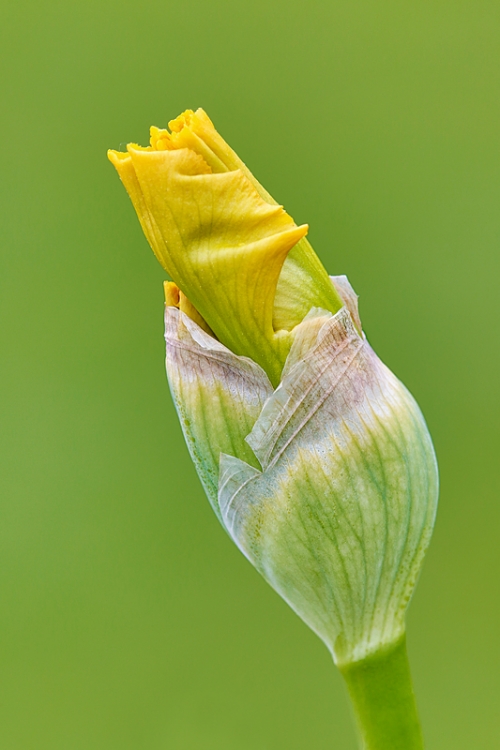 iris-bud-yellow-_a1c2221-presby-gardens-upper-montclair-nj