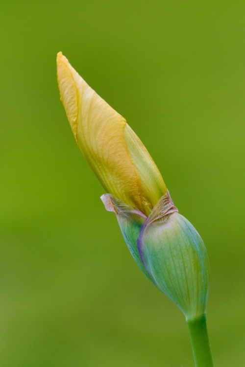 iris-yellow-bud-_a1c2012-presby-gardens-upper-montclair-nj