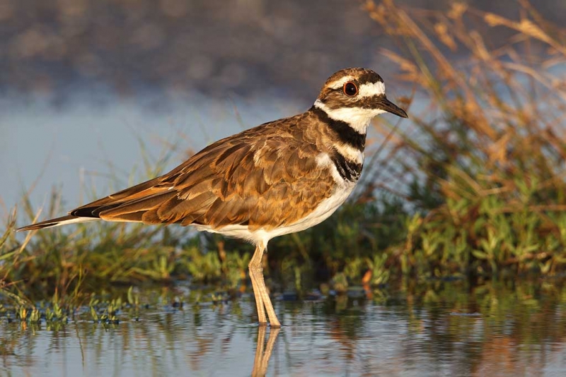 killdeer-in-rain-puddle-nik-tc-_w3c7698-hecksher-state-park-long-island-ny