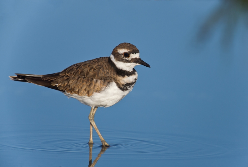 killdeer-worn-juvenal-plumage-_q8r1242-hecksher-state-park-long-island-ny