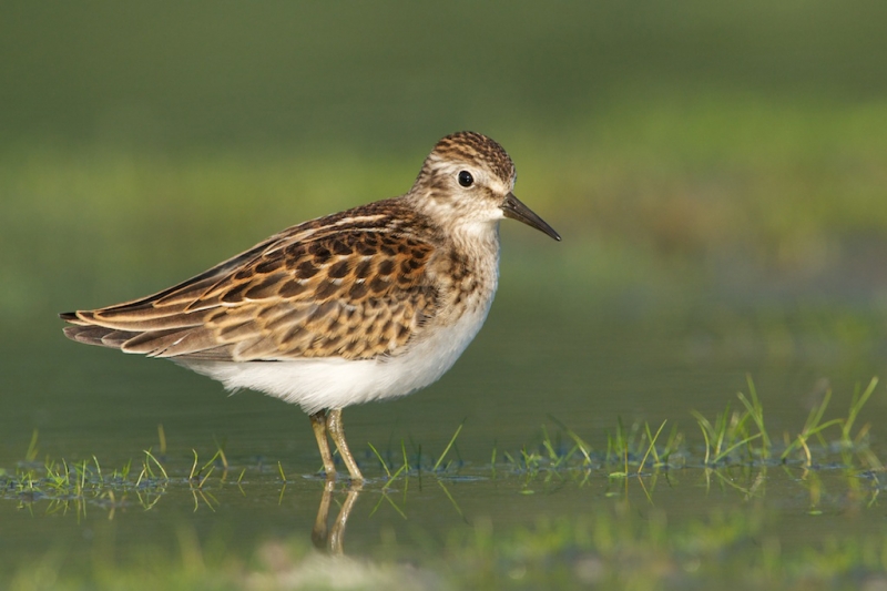 kitty-kono-larger-nik-juvenile-least-sandpiper