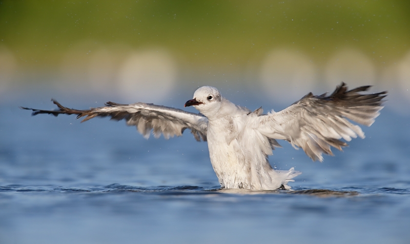 laughing-bull-flapping-after-bath-_q8r0383-east-pond-jamaica-bay-wildlife-refuge-queens-ny