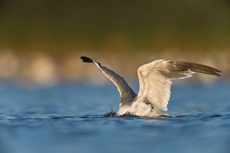 laughing-gull-bathing-_q8r0631-east-pond-jamaica-bay-wildlife-refuge-queens-ny