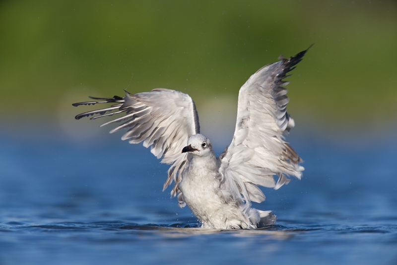 laughing-gull-flapping-after-bath-_q8r0398-east-pond-jamaica-bay-wildlife-refuge-queens-ny