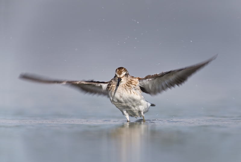 least-sandpiper-juvenile-flapping-after-bath-flat-wings-_q8r0111-east-pond-jamaica-bay-wildlife-refuge-queens-ny