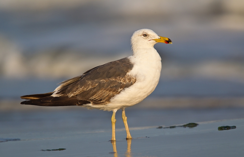 lesser-black-backed-gull-sub-adult-_w3c4249-nickerson-beach-lido-beach-li-ny