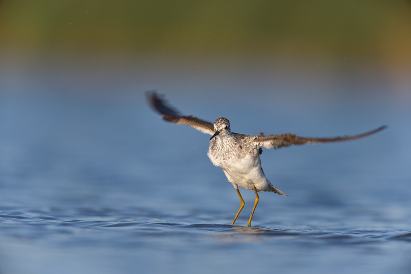 lesser-yellowlegs-flapping-after-bath-_q8r0419-east-pond-jamaica-bay-wildlife-refuge-queens-ny