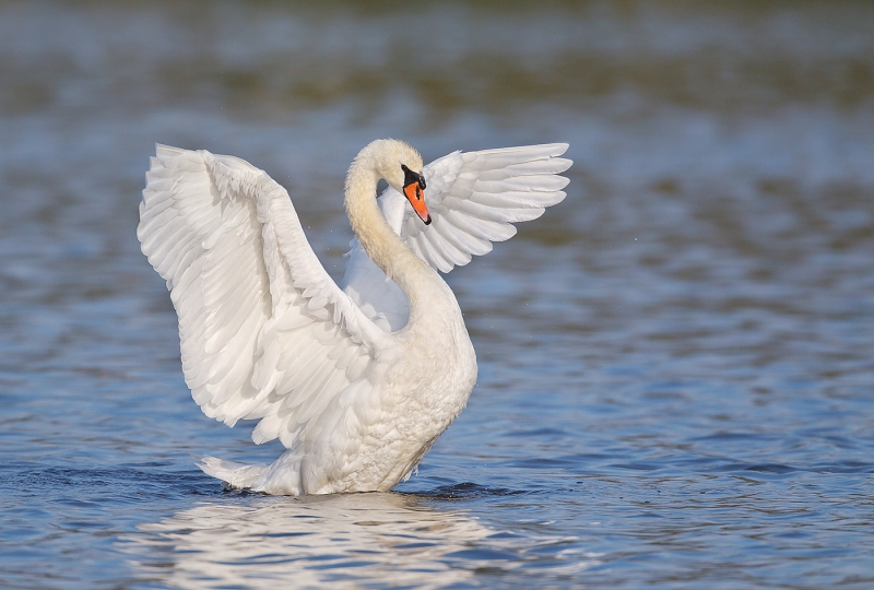 mute-swan-flapping-adult-det-extr-robt_w3c2788-east-pond-jamaica-bay-wildlife-refuge-queens-ny
