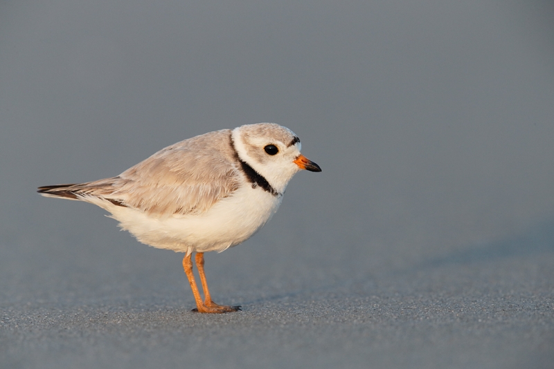 piping-plover-male-_q8r7660-nickerson-beach-park-lido-beach-ny