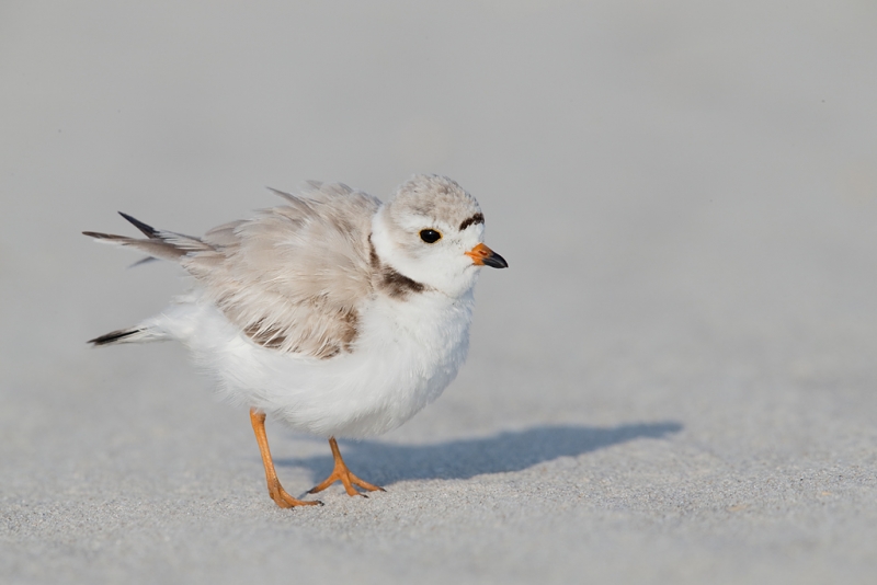 piping-plover-ruffling-_q8r7554-nickerson-beach-park-lido-beach-ny