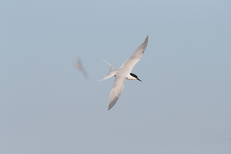 q8r9187-great-gull-island-project-new-york