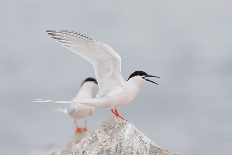 q8r9979-great-gull-island-project-new-york