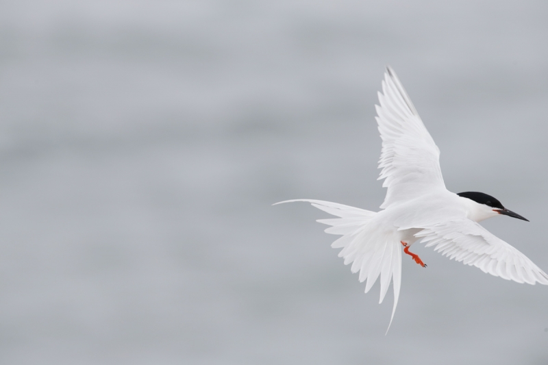 q8r9982-great-gull-island-project-new-york