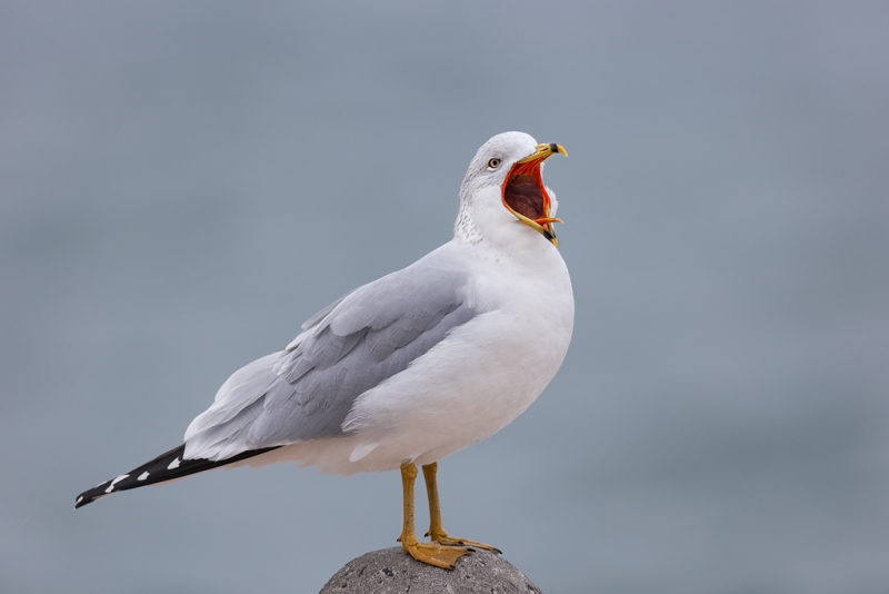 ring-billed-gull-yawning-_09u1025-jamesport-new-york