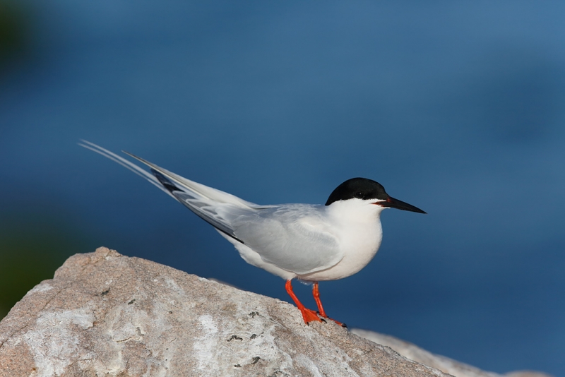 roseate-tern-breeding-plumage-3-5-surface-blur-only-_a1c6713-great-gull-island-project-new-york_0