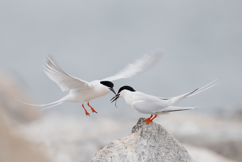 roseate-tern-courship-feeding-atlantic-silversides-or-spearing-_q8r0439-great-gull-island-project-new-york