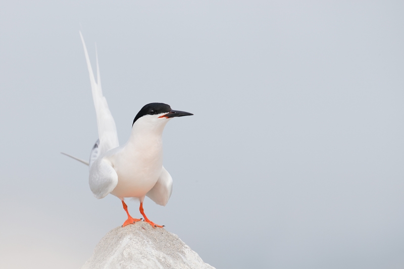 roseate-tern-displaying-_q8r0139-great-gull-island-project-new-york