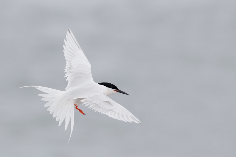 roseate-tern-fanned-tail-in-flight-_q8r9982-great-gull-island-project-new-york