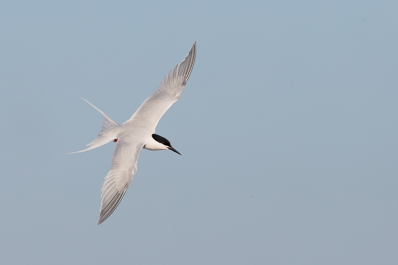 roseate-tern-flight-dorsal-view-_q8r9187-great-gull-island-project-new-york