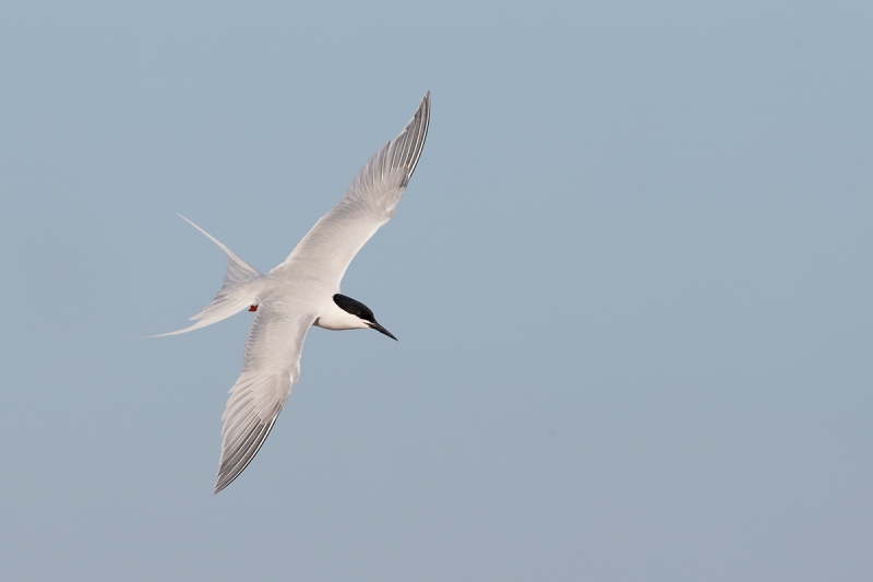 roseate-tern-flight-dorsal-view-_q8r9187-great-gull-island-project-new-york