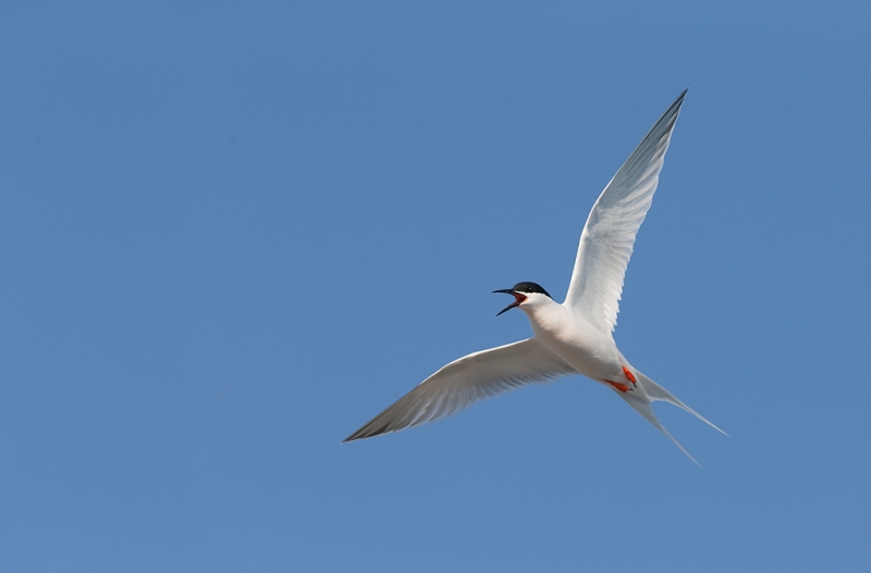 roseate-tern-in-flight-_q8r8774-great-gull-island-project-new-york