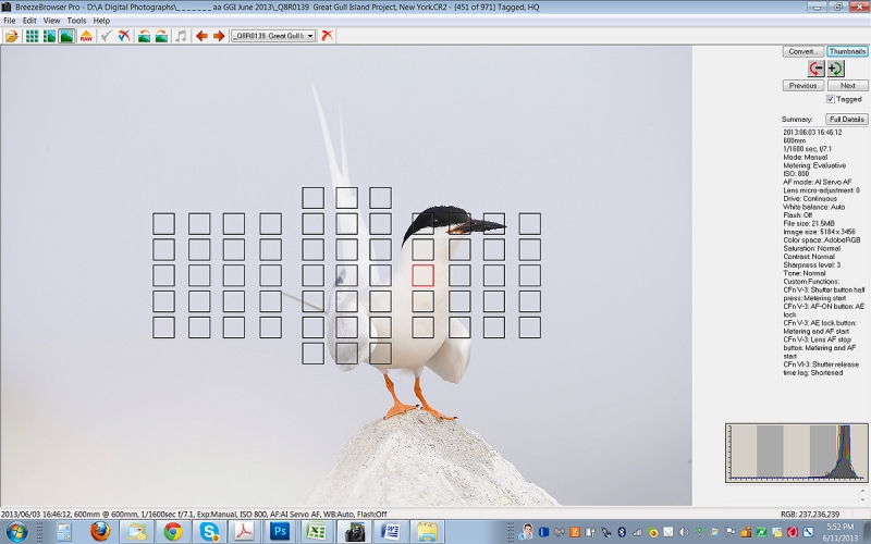 roseate-tern-screen-capture