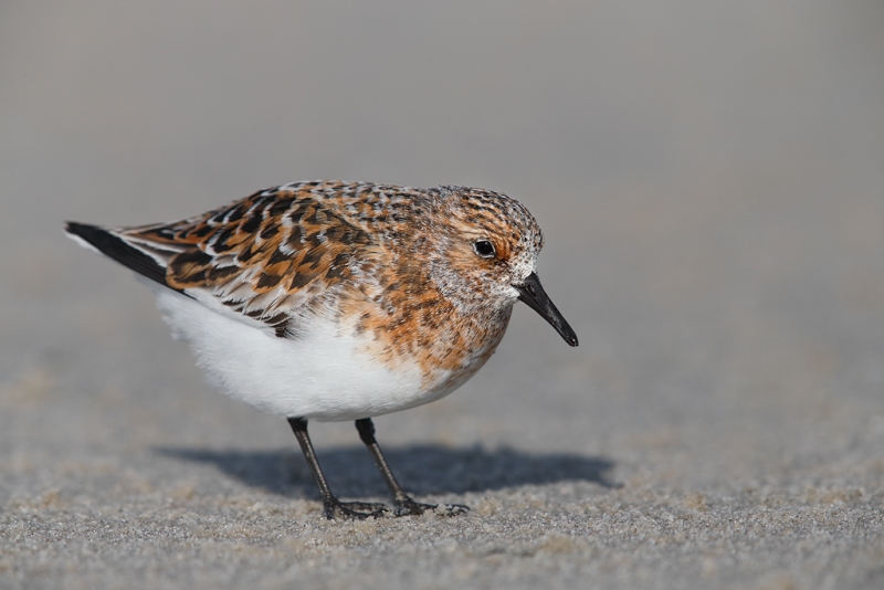 sanderling-breeding-plumage-_q8r6711-nickerson-beach-park-lido-beach-ny