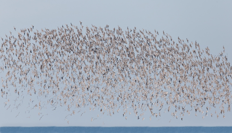 sanderling-flock-in-flight-_q8r3380-nickerson-beach-park-lido-beach-ny