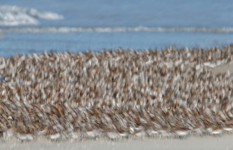 sanderling-flock-shfting-sands-_q8r3258-nickerson-beach-park-lido-beach-ny