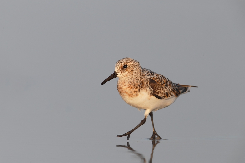 sanderling-running-molting-into-breeding-plumage-_q8r7623-nickerson-beach-park-lido-beach-ny