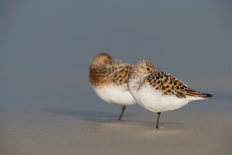 sanderlings-molting-to-breeding-plumage-sleeping-_q8r7456-nickerson-beach-park-lido-beach-ny