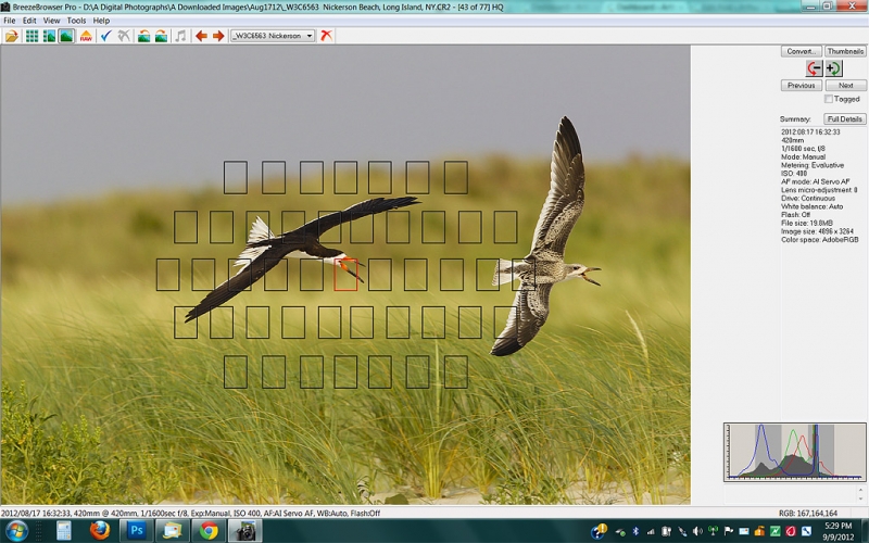 screen-capture-black-skimmer-chase