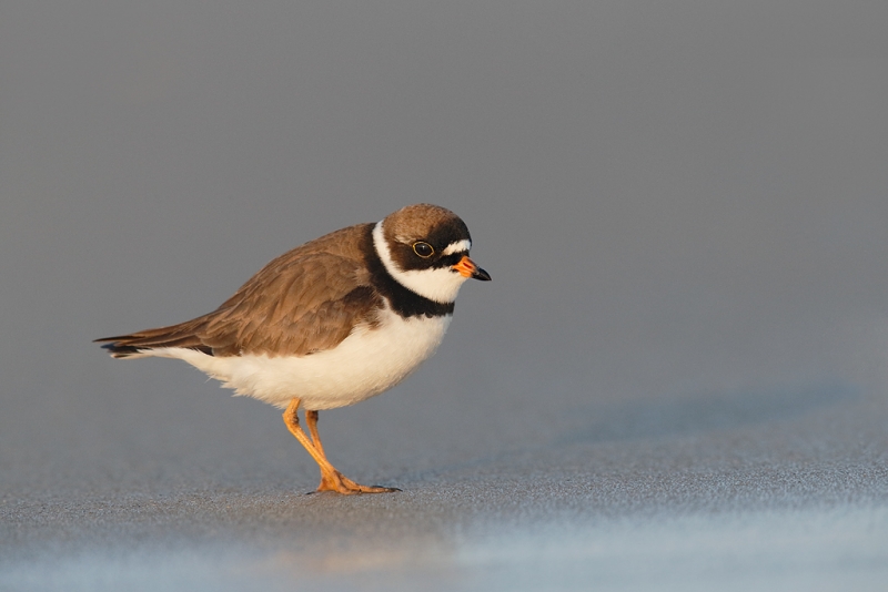 semipalmated-plover-breeding-plumage-_q8r7636-nickerson-beach-park-lido-beach-ny
