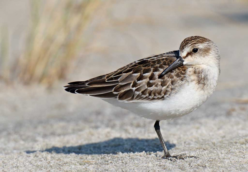 semipalmated-sandpiper-bpn-juvenile-resting-_y9c2531-nickerson-beach-long-island-ny