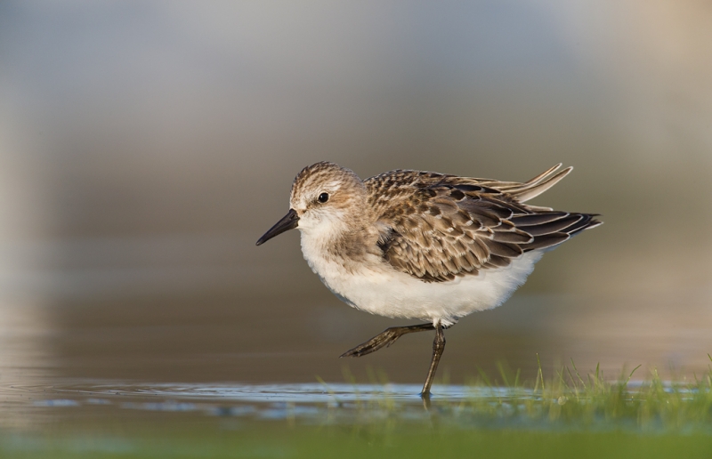 semipalmated-sandpiper-juvenal-with-leg-rasied-_q8r0535-east-pond-jamaica-bay-wildlife-refuge-queens-ny