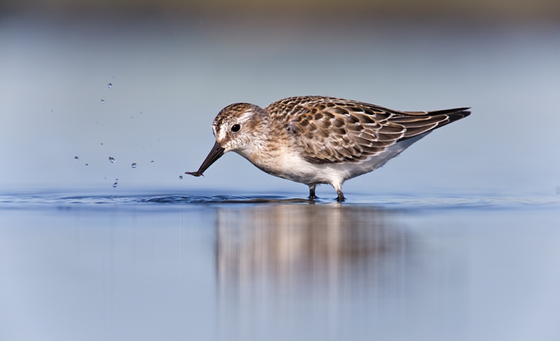 semipalmated-sandpiper-juvenile-with-invertebrate-prey-item-_q8r1414-hecksher-state-park-long-island-ny