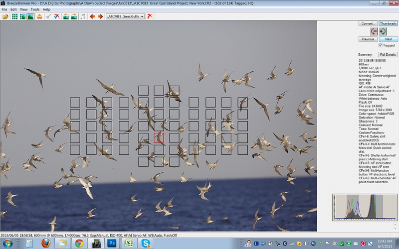 tern-flock-screen-capt