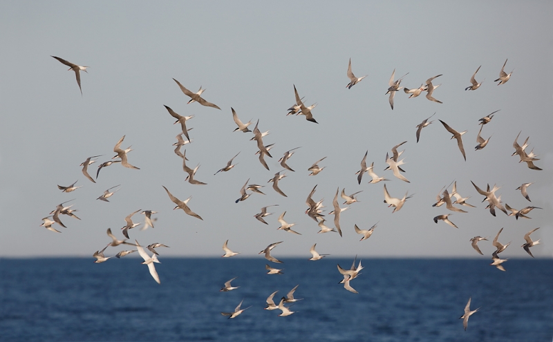 tern-flock-wheeling-over-ocean-commons-and-roseates-_a1c7083-great-gull-island-project-new-york