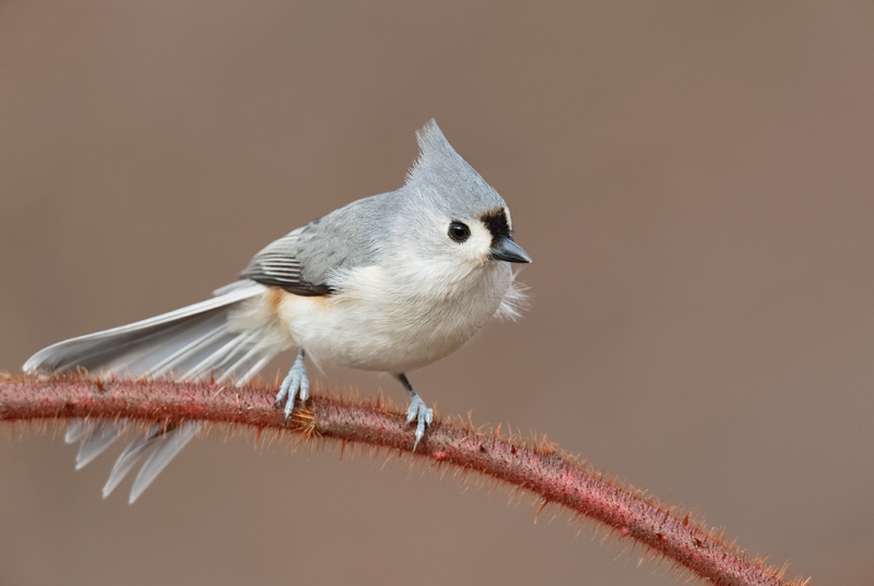 tufted-titmouse-tail-spread-_q8r0306-elizabeth-a