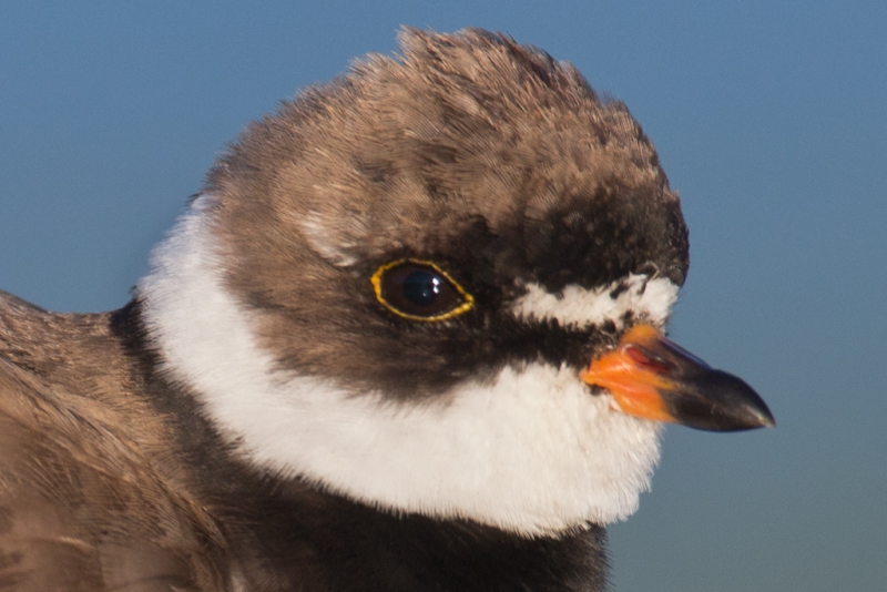 unsharepened-at-100-per-cent-_q8r0818-east-pond-jamaica-bay-wildlife-refuge-queens-ny