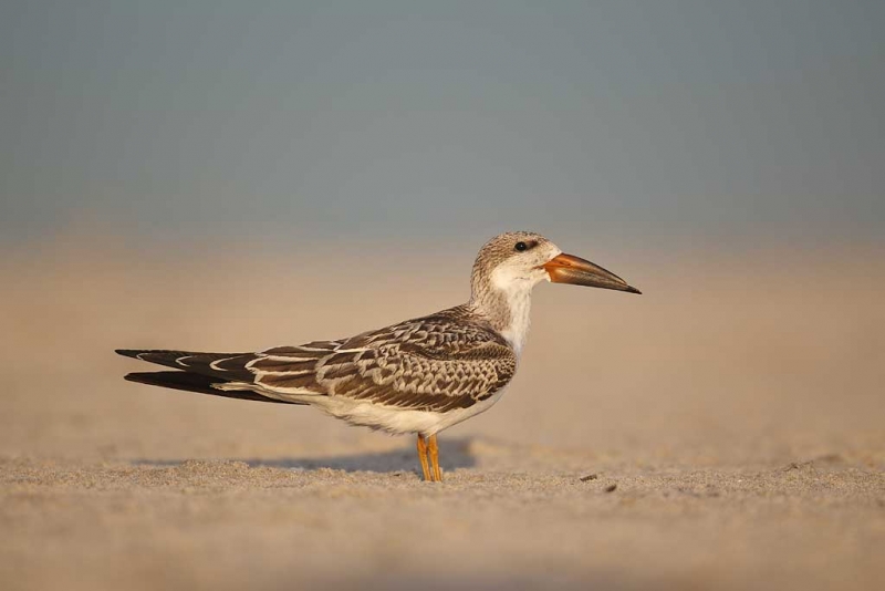 w3c7258-nickerson-beach-long-island-ny