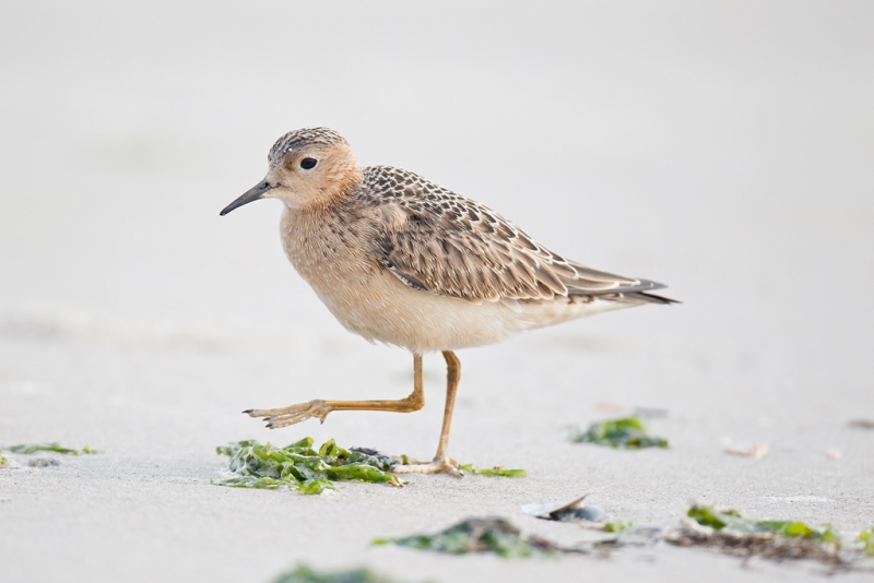 y9c2860-bpn-nickerson-beach-long-island-ny